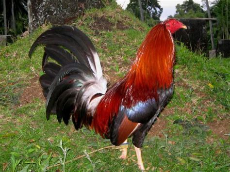 best gamefowl breeds|Pinoy Cocker: Top Gamefowl Breeds and Their .